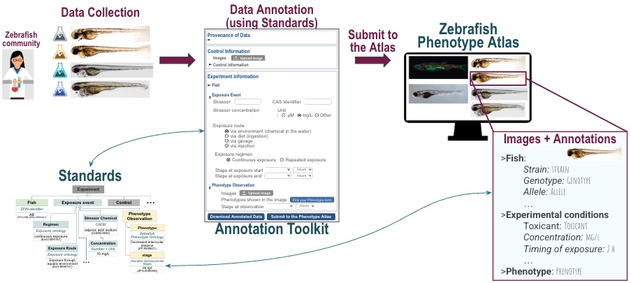 ZAPP data workflow: zebrafish exposure data collection, toxicophenotype annotation using standards, submission to the Zebrafish Phenotype Atlas with FAIR data standards