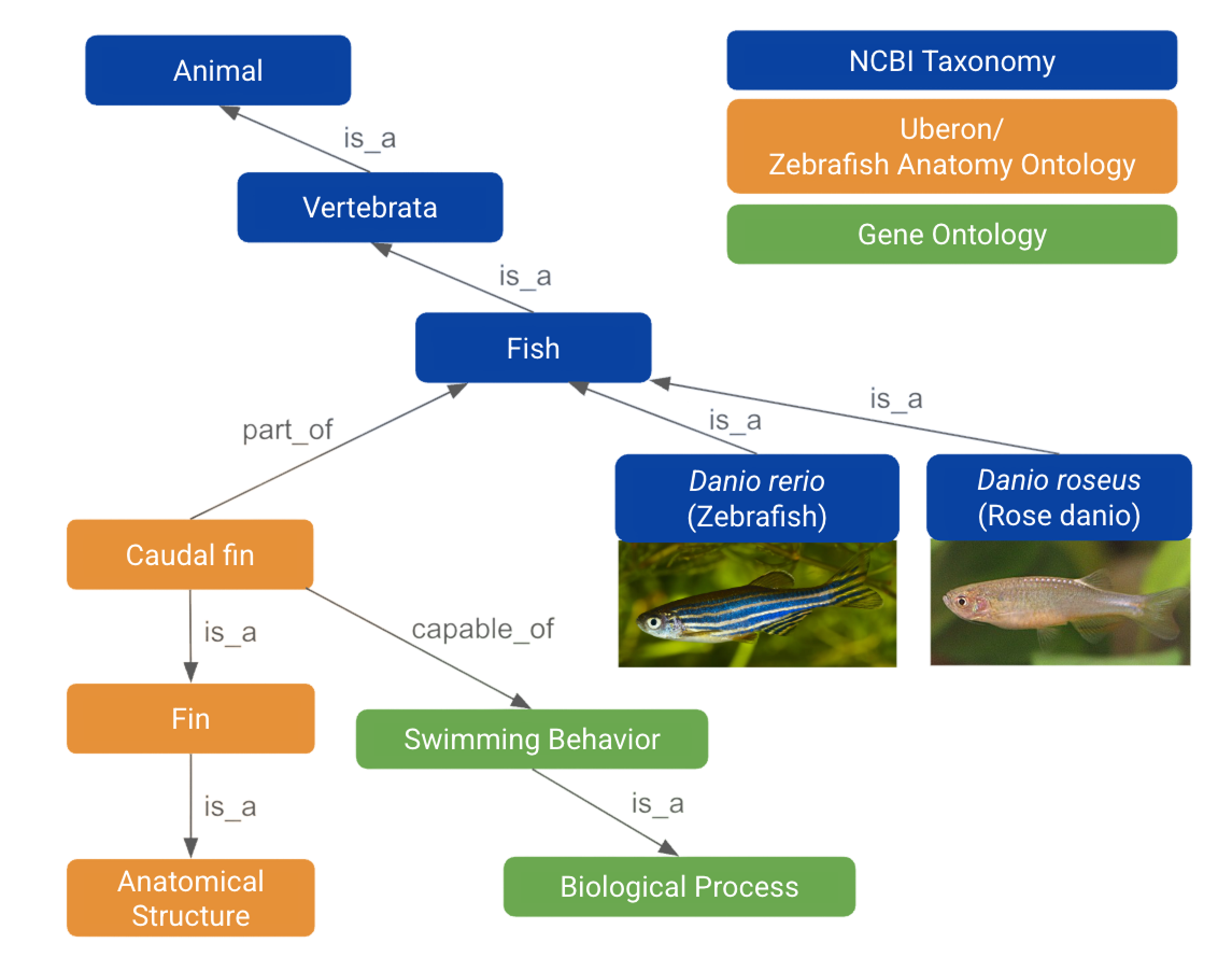 Ontology structure linking zebrafish concepts across taxonomy, anatomy, and biological processes