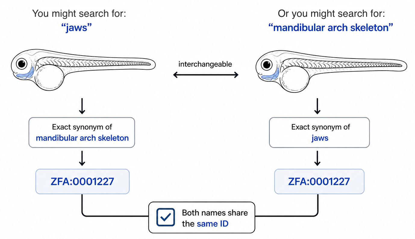 Searching for 'jaws' or 'mandibular arch skeleton'—two interchangeable names that are exact synonyms—both resolve to the same identifier, ZFA:0001227.