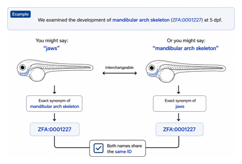 Example One: 'jaws' and 'mandibular arch skeleton' are exact synonyms that share the same identifier, ZFA:0001227.