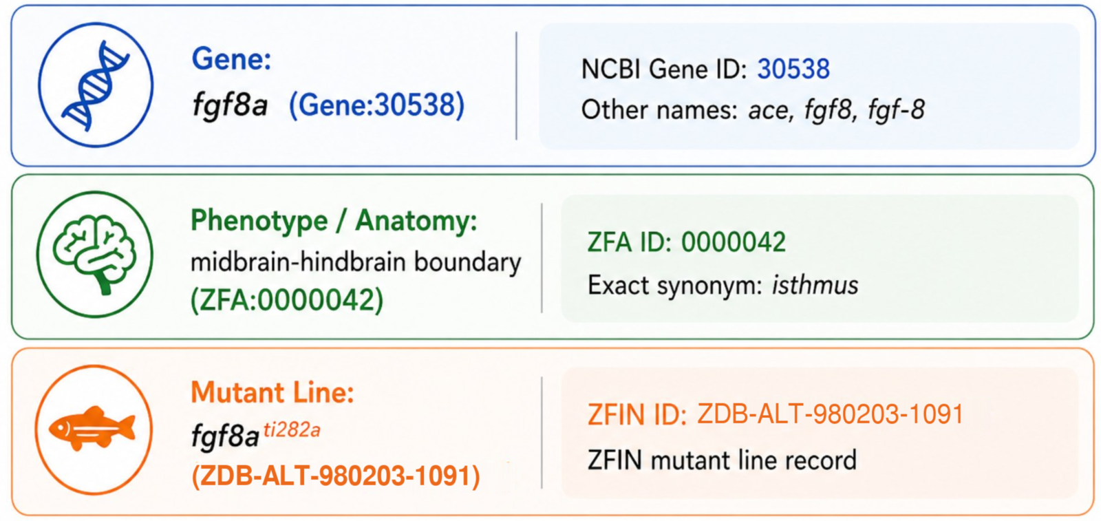 Example Two after standardization: fgf8a maps to Gene:30538 (other names ace, fgf8, fgf-8); midbrain-hindbrain boundary maps to ZFA:0000042 (exact synonym isthmus); the mutant line maps to ZDB-ALT-980203-1091.