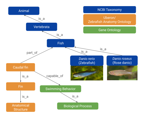 Ontology structure linking zebrafish concepts across taxonomy, anatomy, and biological processes