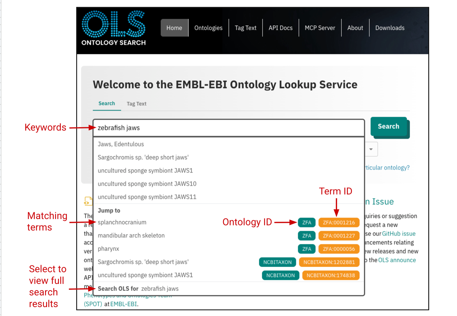 The OLS landing page showing a keyword search using "zebrafish jaws" as an example, along with a preview of search results.