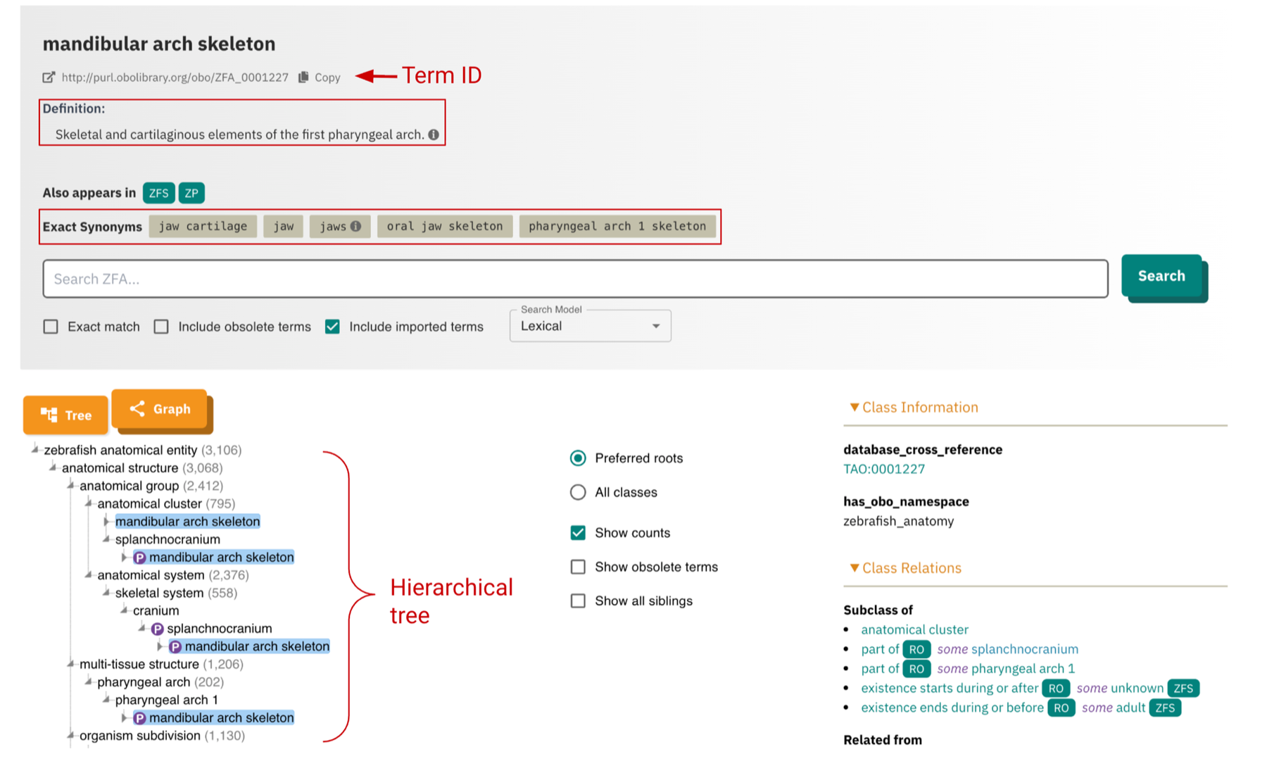Term page showing details of a term, including the definition, exact synonyms, and hierarchical tree.