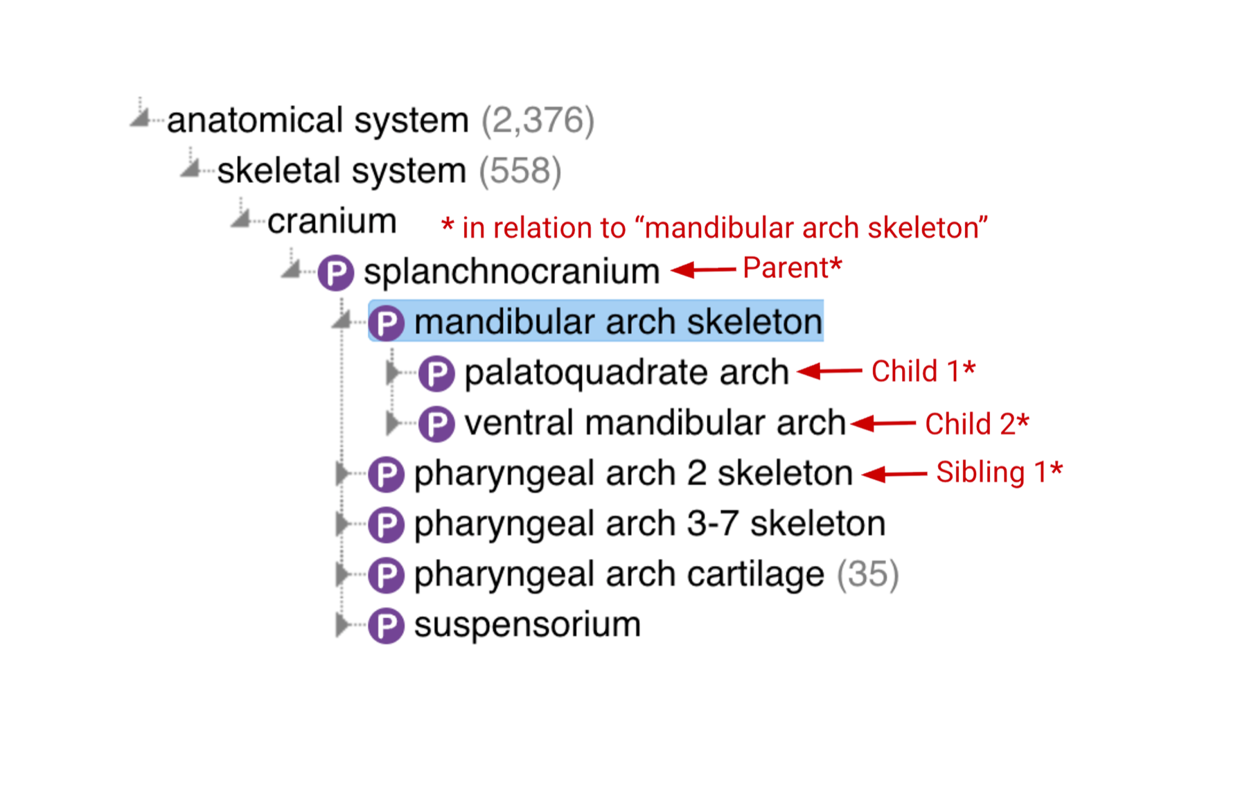 Hierarchy showing the relationships between parent terms, child terms, and sibling terms.